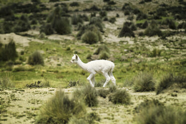 Peru, Piura, Puno, Anden, weißes Lama-Baby (Lama glama) in Bewegung - KRP000323