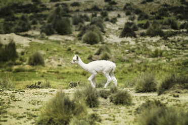 Peru, Piura, Puno, Andes, white baby llama (Lama glama) on the move - KRP000323