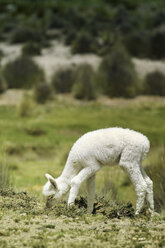 Peru, Piura, Puno, Anden, weißes Lama-Baby (Lama glama) beim Grasen - KRP000322