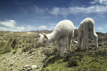 Peru, Piura, Puno, Anden, zwei weiße Baby-Lamas (Lama glama) beim Grasen - KRP000321