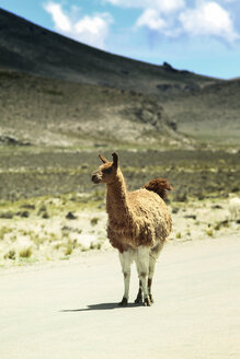 Peru, Anden, freilaufendes Lama (Lama glama), stehend auf der Landstraße - KRP000320