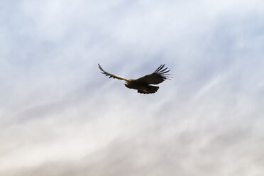 South America, Peru, Colca Canyon, Andean Condor (Vultur Gryphus) flying - KRP000311