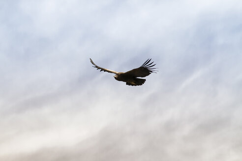 Südamerika, Peru, Colca-Schlucht, Andenkondor (Vultur Gryphus) im Flug - KRP000311