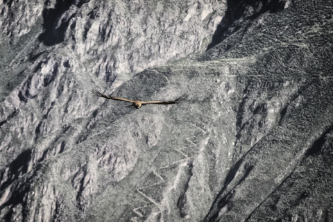South America, Peru, Colca Canyon, Andean Condor (Vultur Gryphus) flying stock photo