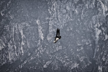 South America, Peru, Colca Canyon, Andean Condor (Vultur Gryphus) flying - KRP000314