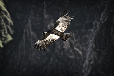 South America, Peru, Colca Canyon, Andean Condor (Vultur Gryphus) flying - KRP000315