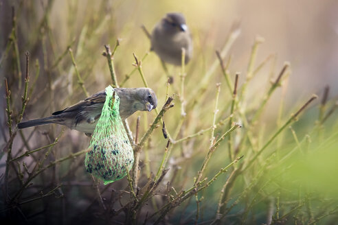 Sperling (Passer domesticus) betrachtet Fettkugel - NGF000119