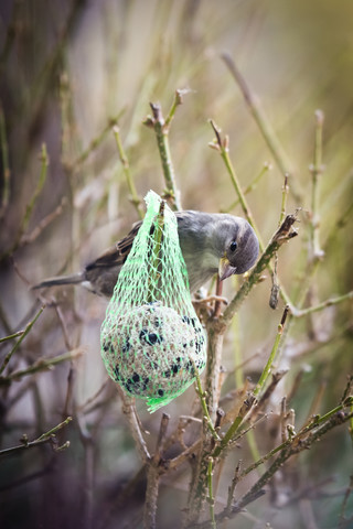 Sparrow (Passer domesticus) looking at fat ball stock photo