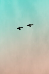 Zwei Tauben (Columbidae) fliegen vor dem Himmel, Blick von unten - NGF000118