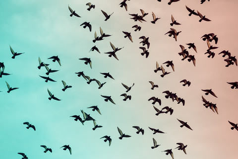 Flock of doves (Columbidae) flying in front of sky, view from below stock photo