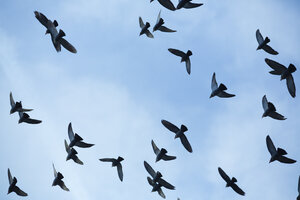 Taubenschwarm (Columbidae) im Flug vor blauem Himmel, Ansicht von unten - NGF000117
