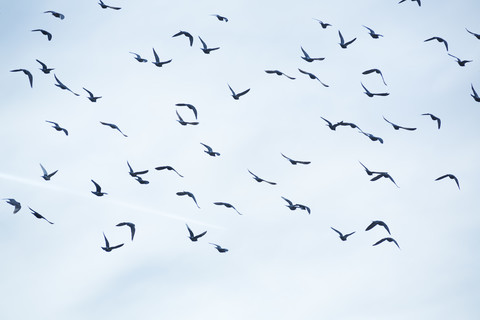 Flock of doves (Columbidae) flying in front of cloudy sky stock photo