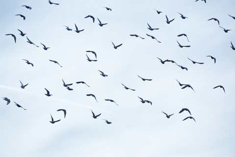 Taubenschwarm (Columbidae) fliegt vor bewölktem Himmel, lizenzfreies Stockfoto