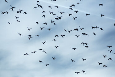 Flock of doves (Columbidae) flying in front of cloudy sky - NGF000115