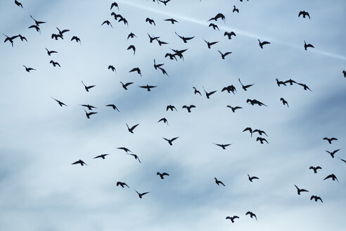 Taubenschwarm (Columbidae) fliegt vor bewölktem Himmel - NGF000115