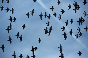 Taubenschwarm (Columbidae) im Flug vor bewölktem Himmel, Blick von unten - NGF000114