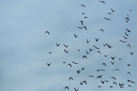 Taubenschwarm (Columbidae) fliegt vor bewölktem Himmel, lizenzfreies Stockfoto