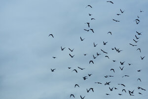 Taubenschwarm (Columbidae) fliegt vor bewölktem Himmel - NGF000113