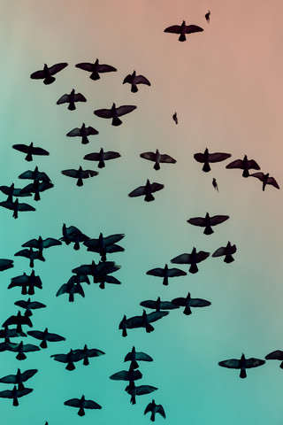 Schwarm von Tauben (Columbidae), die vor dem Himmel fliegen, lizenzfreies Stockfoto