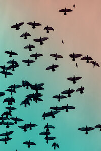 Schwarm von Tauben (Columbidae), die vor dem Himmel fliegen - NGF000112