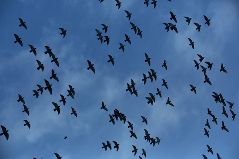 Taubenschwarm (Columbidae) im Flug vor bewölktem Himmel, Blick von unten, lizenzfreies Stockfoto