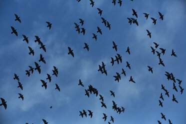 Taubenschwarm (Columbidae) im Flug vor bewölktem Himmel, Blick von unten - NGF000111