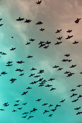 Taubenschwarm (Columbidae) im Flug vor bewölktem Himmel, Blick von unten - NGF000110