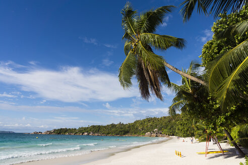 Seychelles, Praslin, palm (Cocos nucifera) at beach Anse Lazio - WEF000022