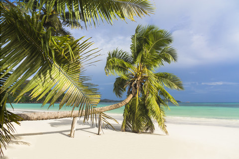 Seychelles, Praslin, Cote d'Or, coco palm (Cocos nucifera) at beach of Anse Volbert stock photo