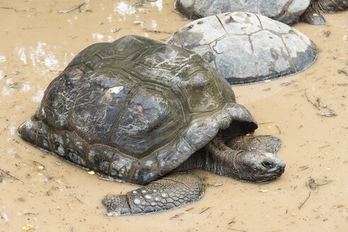 Seychellen, Praslin, Seychellen-Riesenschildkröte (Dipsochelys hololissa) - WEF000017