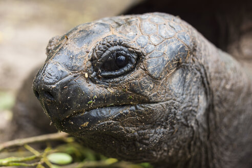 Seychellen, Praslin, Seychellen-Riesenschildkröte (Dipsochelys hololissa), Kopf - WEF000016