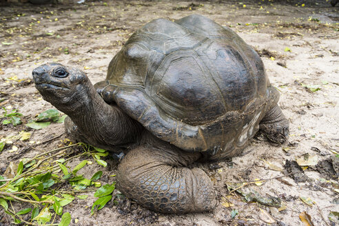 Seychellen, Praslin, Seychellen-Riesenschildkröte (Dipsochelys hololissa) - WEF000015