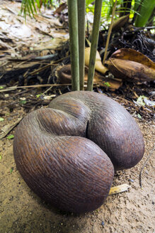 Seychellen, Praslin, Vallee de Mai, Coco de Mer (Lodoicea maldivica), reife Frucht - WEF000013