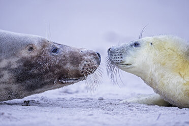 Deutschland, Helgoland, Insel Düne, Kegelrobbe (Halichoerus grypus) und Kegelrobbenjunge am Strand - FO006279