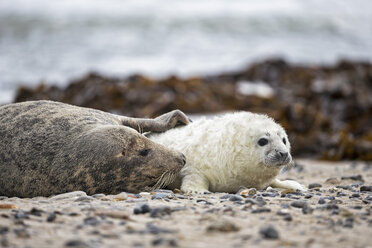 Deutschland, Helgoland, Insel Düne, Kegelrobbe (Halichoerus grypus) und Kegelrobbenjunge am Strand - FOF006280