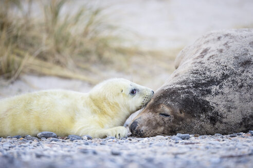 Deutschland, Helgoland, Insel Düne, Kegelrobbe (Halichoerus grypus) und Kegelrobbenjunge am Strand - FOF006283