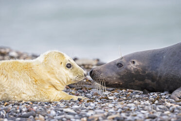 Deutschland, Helgoland, Insel Düne, Kegelrobbe (Halichoerus grypus) und Kegelrobbenjunge am Strand - FOF006286