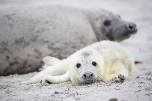 Deutschland, Helgoland, Insel Düne, Kegelrobbe (Halichoerus grypus) und Kegelrobbenjunge am Strand - FOF006287