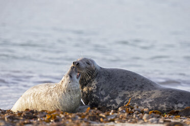 Deutschland, Helgoland, Insel Düne, Kegelrobbe (Halichoerus grypus) und Kegelrobbenjunge am Strand - FO006288