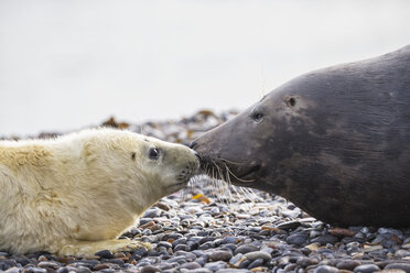 Deutschland, Helgoland, Insel Düne, Kegelrobbe (Halichoerus grypus) und Kegelrobbenjunge am Strand - FO006289