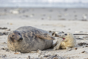 Deutschland, Helgoland, Insel Düne, Kegelrobbe (Halichoerus grypus) und Kegelrobbenjunge am Strand - FOF006290