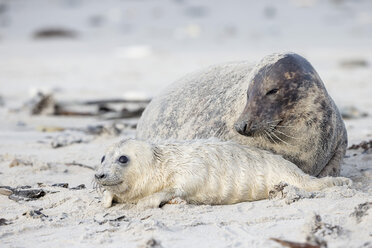 Deutschland, Helgoland, Insel Düne, Kegelrobbe (Halichoerus grypus) und Kegelrobbenjunge am Strand - FOF006291