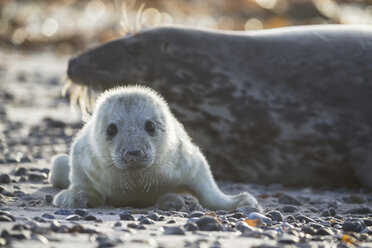 Deutschland, Helgoland, Insel Düne, Kegelrobbe (Halichoerus grypus) und Kegelrobbenjunge am Strand - FOF006292