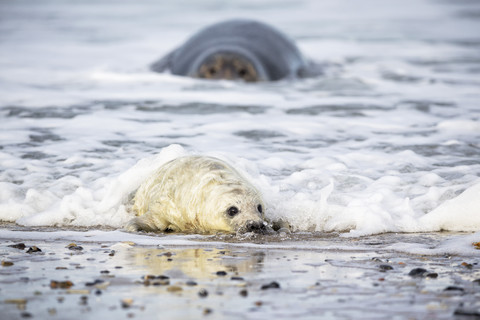 Deutschland, Helgoland, Insel Düne, Kegelrobbe (Halichoerus grypus) und Kegelrobbenjunge am Strand, lizenzfreies Stockfoto