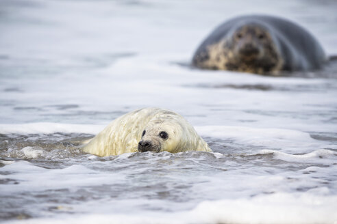 Deutschland, Helgoland, Insel Düne, Kegelrobbe (Halichoerus grypus) und Kegelrobbenjunge am Strand - FOF006294