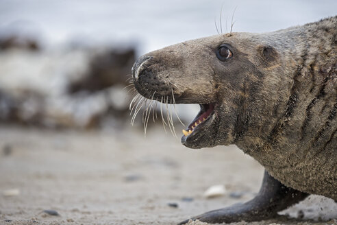 Deutschland, Helgoland, Insel Duene, Kegelrobbe (Halichoerus grypus) am Strand - FOF006156