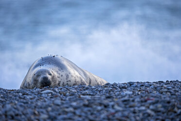 Deutschland, Helgoland, Insel Düne, Kegelrobbe (Halichoerus grypus) schlafend am Strand - FOF006157