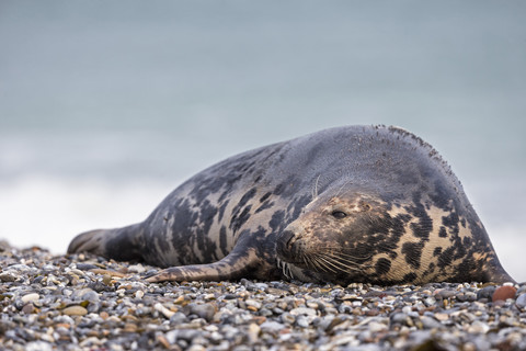 Deutschland, Helgoland, Insel Duene, Kegelrobbe (Halichoerus grypus) am Strand, lizenzfreies Stockfoto