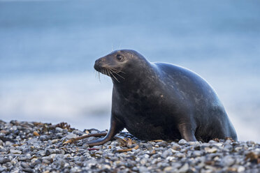 Deutschland, Helgoland, Insel Duene, Kegelrobbe (Halichoerus grypus) am Strand - FOF006160