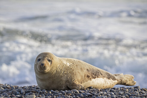 Deutschland, Helgoland, Insel Duene, Kegelrobbe (Halichoerus grypus) am Strand - FOF006164